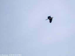 IMGP0271